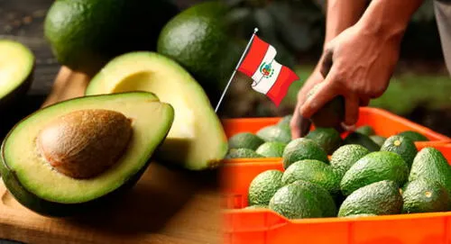 Productores mexicanos enfrentan pérdidas ante el incremento de más ofertas de mercado. Perú es uno de ellos elpopular.pe