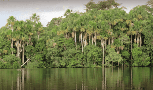 Aguajal de Quistococha se debilita y pierde su capacidad para absorber carbono, según IIAP. elpopular.pe