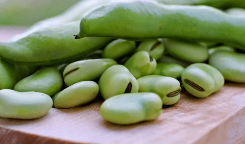 ¿Cuáles son las propiedades curativas de las habas? Científicos revelan sus beneficios elpopular.pe