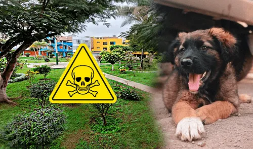 Vecinos de Surco denuncian envenenamiento MASIVO de perros en parque elpopular.pe