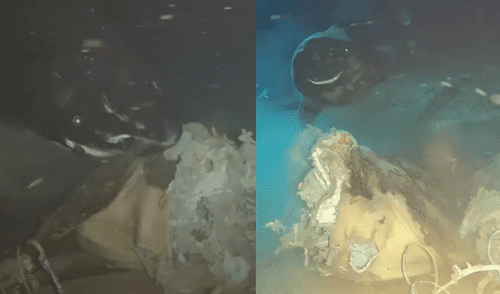 Lanzaron una vaca a las profundidades del mar de China: científicos querían simular el hundimiento de una ballena elpopular.pe