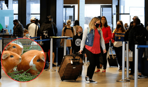 Multas de hasta $1000 por alimentos prohibidos en aeropuertos de EE.UU. elpopular.pe