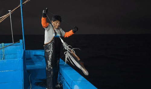 ¿Qué pasa en el mar peruano? Perú activa la Operación Calamar Gigante III tras alerta biológica elpopular.pe