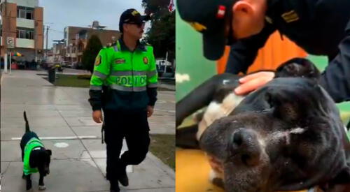 Un perrito callejero fue adoptado por oficiales de la PNP. Ahora es parte de la comisaría elpopular.pe