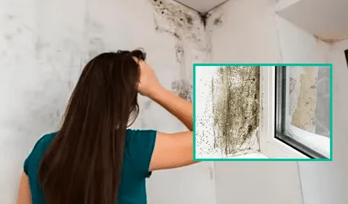 Trucos para evitar el moho en la pared de forma rápida y sencilla usando productos que ya tienes en casa elpopular.pe