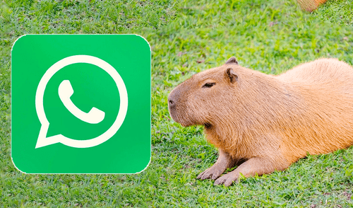 Modo Capibara en WhatsApp: cómo se puede activar en agosto de 2025 elpopular.pe