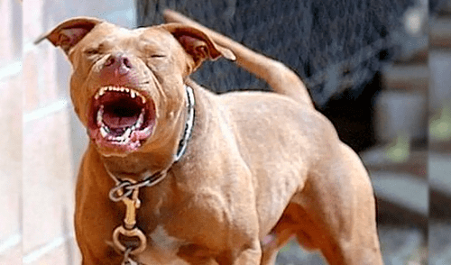 Perro pitbull ataca ferozmente a niña de dos años hasta dejarla sin vida elpopular.pe
