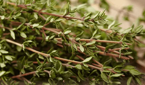 La ciencia lo confirma: esta planta aromática es tu mejor aliada contra la gripe. elpopular.pe