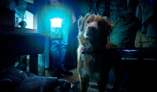 'Good Boy' es una película de terror que se cuenta desde la perspectiva del can. Foto: Rotten Tomatoes elpopular.pe