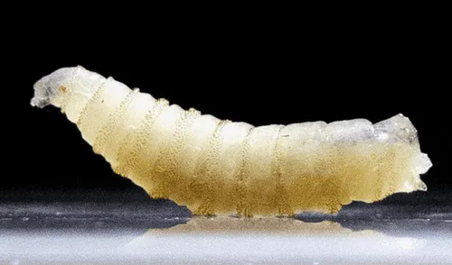 Un paciente en EE. UU. es atacado por gusano barrenador por primera vez. elpopular.pe