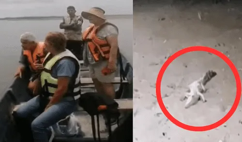Terror en los manglares de Tumbes: cocodrilo emerge en área donde nunca se le había visto elpopular.pe