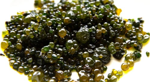 Te contamos cómo preparar y consumir cushuro, el alga gelatinosa de alto valor nutricional. elpopular.pe