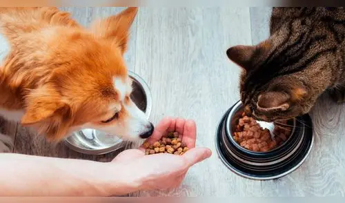 Ordenan RETIRAR estos alimentos para perros y gatos elpopular.pe