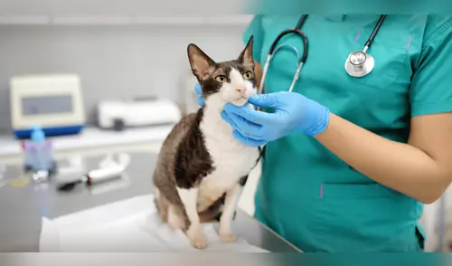 Municipalidad de Chorrillos organiza campaña veterinaria gratuita este 4 de octubre. elpopular.pe