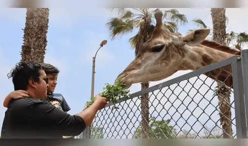 Parque de las Leyendas dará el 50% de descuento en entradas. elpopular.pe