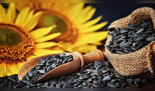 Semillas de girasol: por qué deberías incluirlas en tu dieta diaria. elpopular.pe