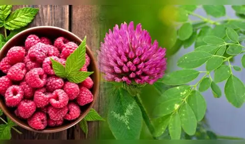 Estas plantas medicinales pueden apoyar tu fertilidad. Descubre cómo prepararlas y sus efectos positivos. elpopular.pe