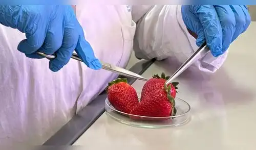 Irradiación de alimentos: la ciencia que garantiza productos más seguros y duraderos elpopular.pe