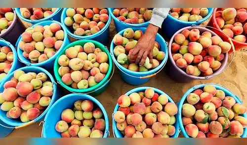 Alerta en Lima: 4 de cada 5 duraznos superan los límites de plaguicidas permitidos, según estudio elpopular.pe