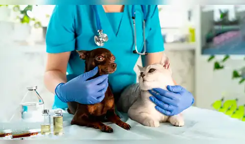 ¡Apúrate! Campaña GRATUITA promete transformar la salud de tu mascota: ¿Qué servicios se ofrecerán? elpopular.pe