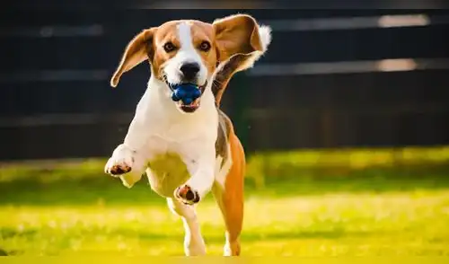 Animales elpopular.pe