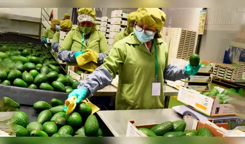 Palta peruana logra expansión sin precedentes: Europa y Asia se consolidan como los destinos más rentables elpopular.pe
