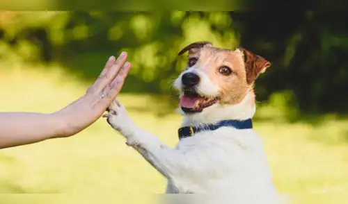 Comportamiento canino: por qué los perros nos tocan con la pata elpopular.pe