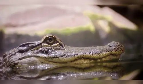 Caimán gigante sorprende a residentes de Florida y genera alerta en la comunidad. elpopular.pe