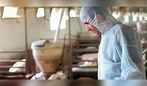 Tras la detección del virus, se decretó el confinamiento de 39 granjas de cerdos en España elpopular.pe