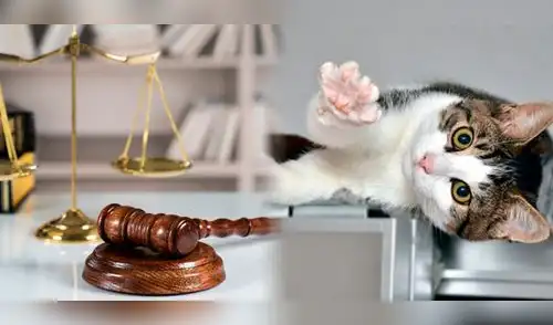 Ciudadanos no podrán criar gatos de razas Scottish Fold y Sphynx elpopular.pe