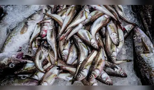 Mercado clave se cierra Estados Unidos frenará la importación de 4 pesquerías del Perú. elpopular.pe