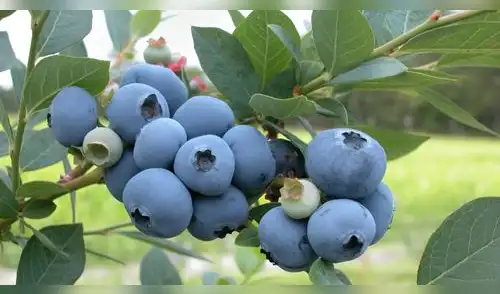 Conoce las propiedades del arándano azul y cómo puede ayudarte contra el envejecimiento. elpopular.pe