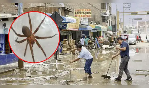 Minsa advierte sobre la presencia de arañas venenosas en zonas afectadas por lluvias y huaicos. elpopular.pe