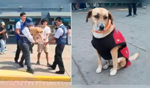 ATU responde sobre el paradero de los perritos que se llevaron del Terminal Naranjal elpopular.pe