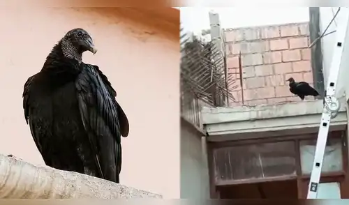 Gallinazo se mete a casa de vecina de San Isidro y hace su NIDO: SERFOR intervino y sucede lo IMPENSADO elpopular.pe