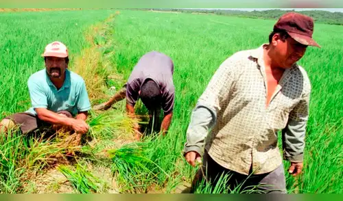 Productores de arroz lanzan ultimátum al Gobierno: declaran estado de emergencia o se van a paro indefinido. elpopular.pe