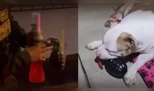 Vecinos confunden juguete de mascota con una granada y dueña termina en la comisaría. elpopular.pe