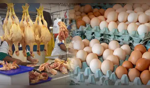 Gripe aviar en Perú: ¿Es seguro comer pollo y huevos tras alerta sanitaria de Senasa? Minsa responde. elpopular.pe