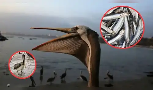 El Niño también golpea a la fauna: pelícanos buscan comida en Chorrillos y una voluntaria pide ayuda. elpopular.pe