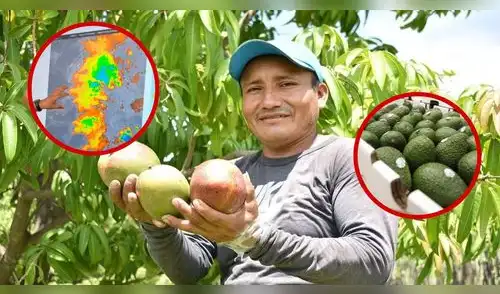 El calor no da tregua en Lambayeque: El Niño pone en jaque la cosecha de mango y palta. elpopular.pe