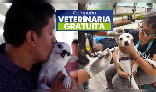 Veterinaria gratis para perros y gatos: revisa dónde será la campaña y qué servicios ofrecerán. elpopular.pe