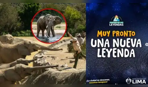 ¡LIMA LOS ESPERÓ 25 AÑOS! Dos enormes ELEFANTES están por llegar: esta es la fecha clave. elpopular.pe