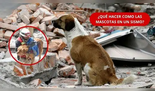 elpopular.pe