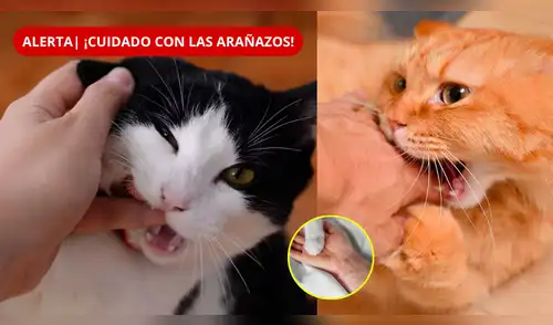 ¿Te arañó un gato? Revisa qué síntomas debes vigilar. elpopular.pe