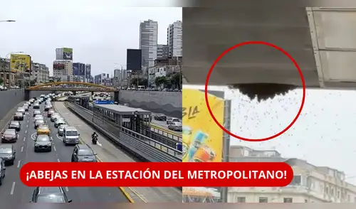 ALERTA EN EL METROPOLITANO: abejas obligaron al cierre de estación Ricardo Palma. elpopular.pe