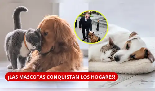 El jefe del INEI, Dr. Gaspar Morán Flores, señaló que, por área de residencia, la tenencia de mascotas alcanzó el 72,7% en el área rural, cifra superior a la del área urbana (61,8%). elpopular.pe