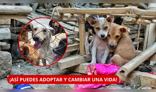 Perú tiene más de 6 millones de animales abandonados: cómo adoptar un perro y darle un hogar. elpopular.pe
