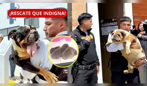 Perritos de presunto criadero en SJM reciben atención por heridas y golpe de calor. elpopular.pe