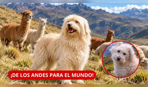 elpopular.pe