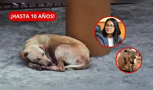 El proyecto, presentado por la diputada Nathaly Molina, busca modificar el artículo 206-A del Código Penal y todavía no está vigente. elpopular.pe